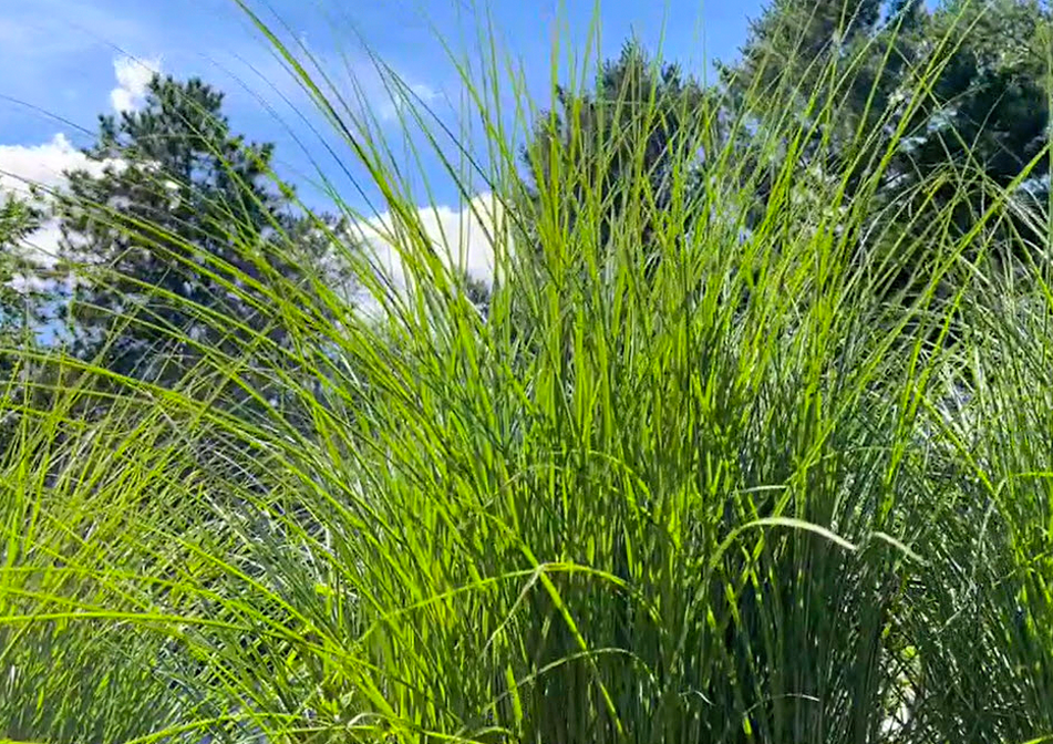 tall-grass