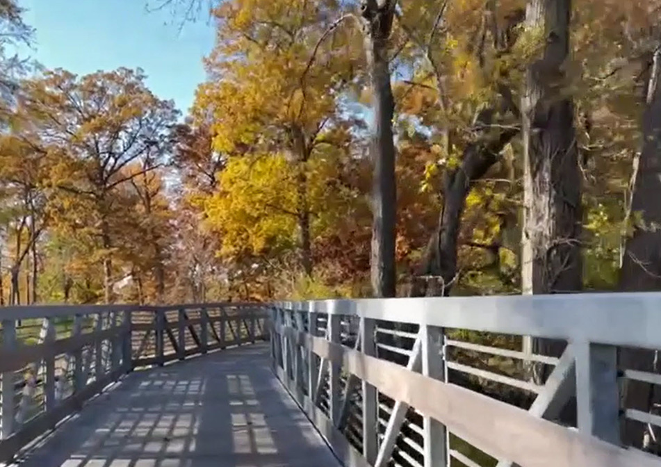 A calm walking path in a forest of green trees. 