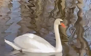 A swan drifts through water