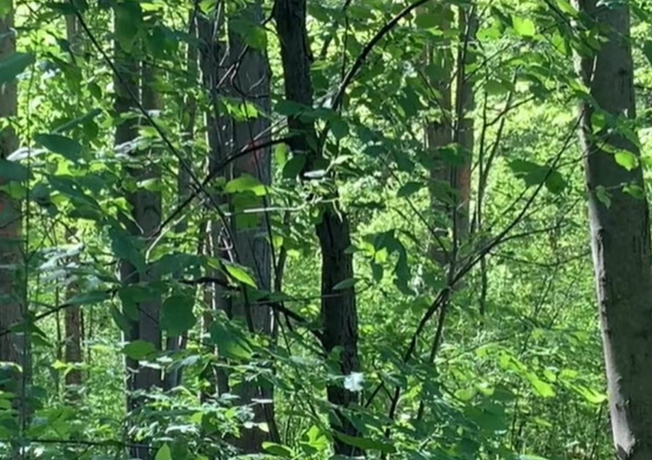 A field full of green trees.