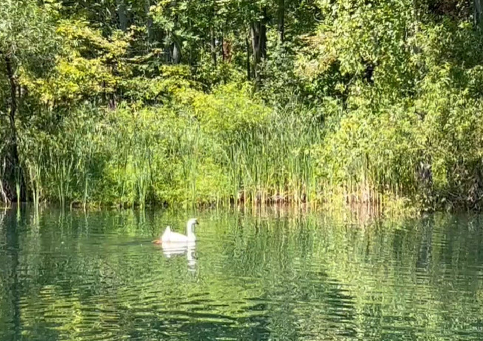 A swan swims through a pond.