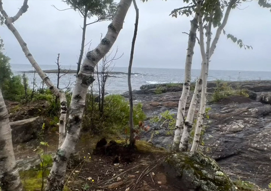 Some birch trees near the water