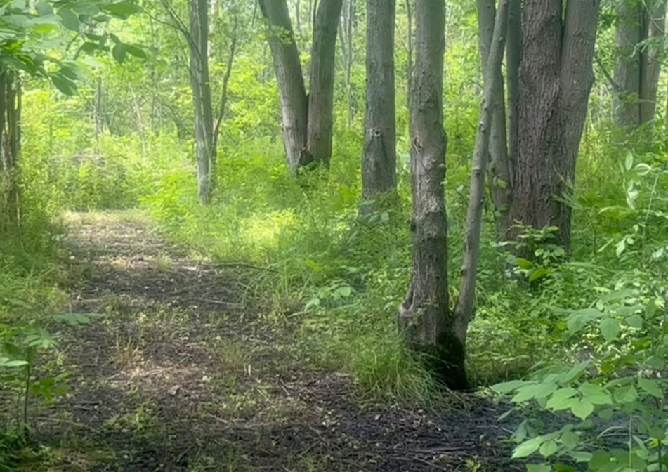A serene forest path