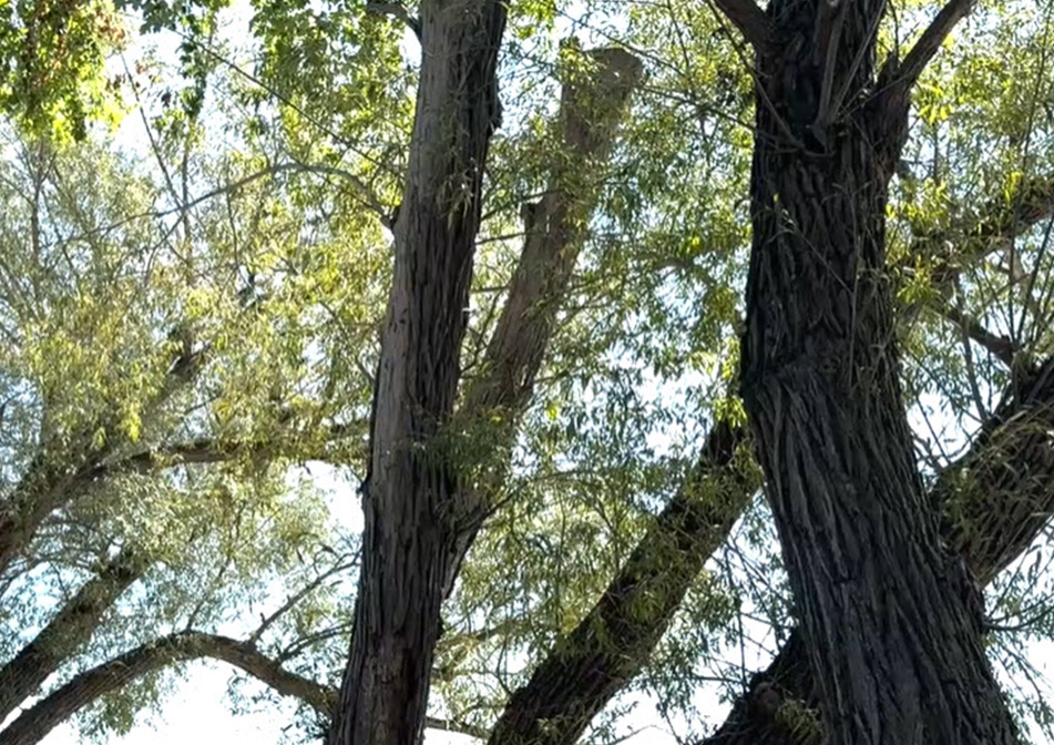 A forest of tall green trees. 