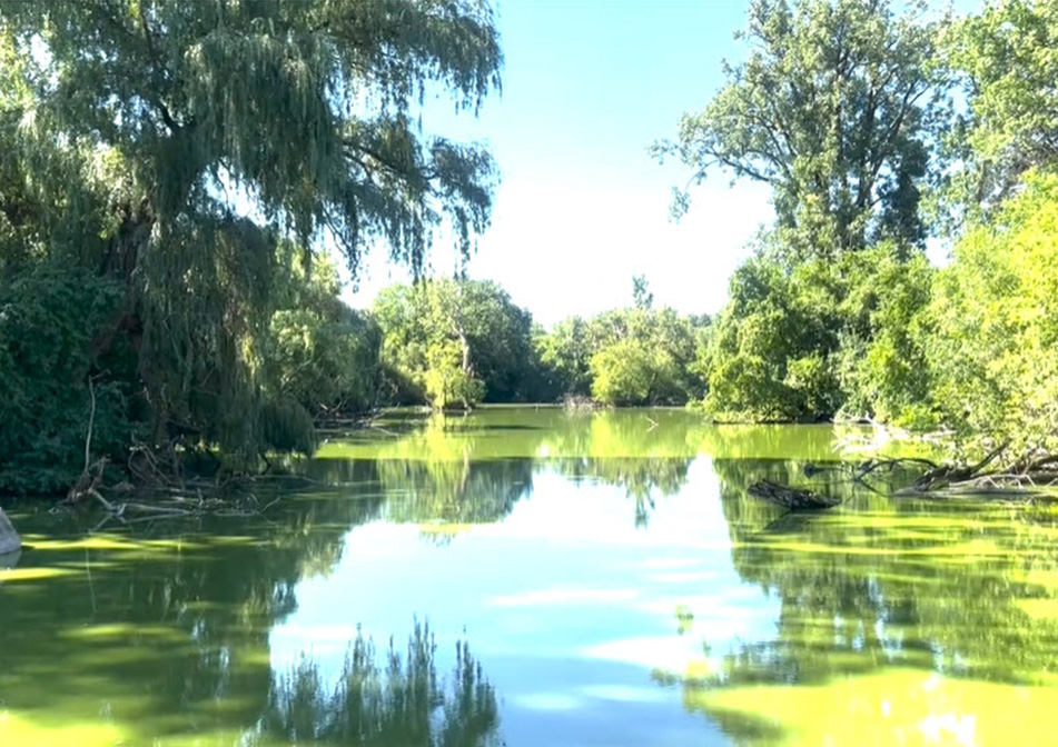 A lake surrounded by green trees.